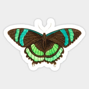 Green-banded tailed butterfly Sticker
